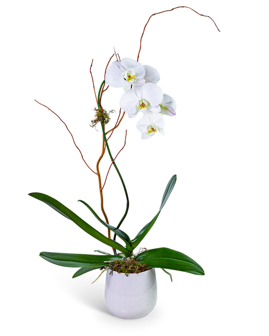 Whispering Phalaenopsis Orchid
