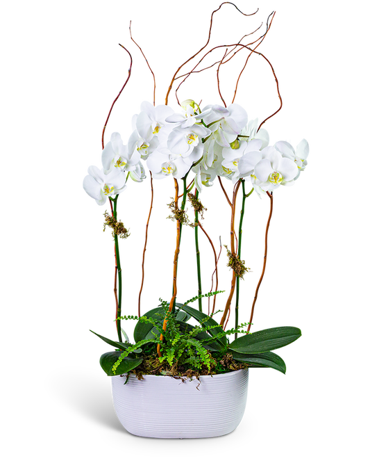 Fifth Avenue Triple Orchid