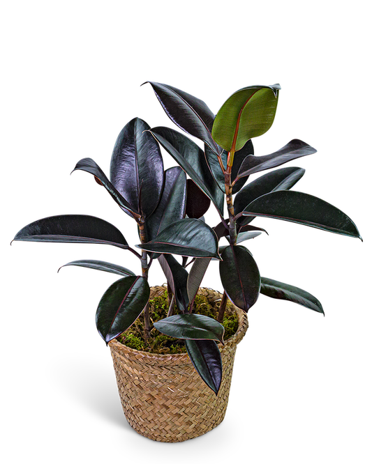 Rubber Plant in Basket