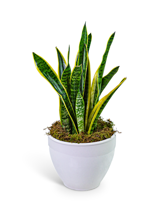 Snake Plant in Ceramic