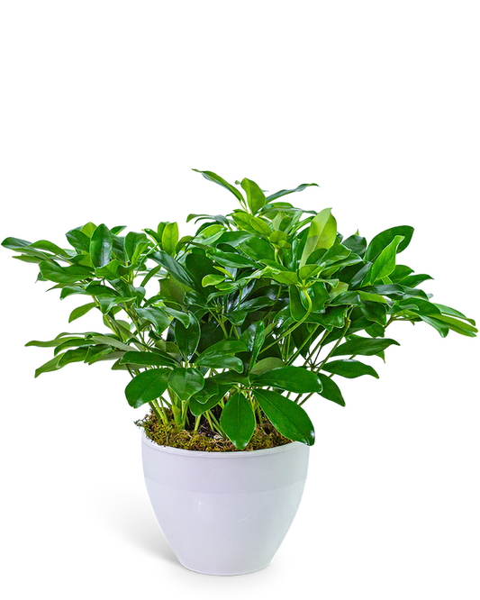 Arboricola Plant in Ceramic