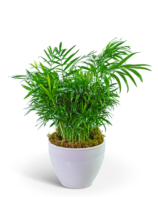 Palm Plant in Ceramic