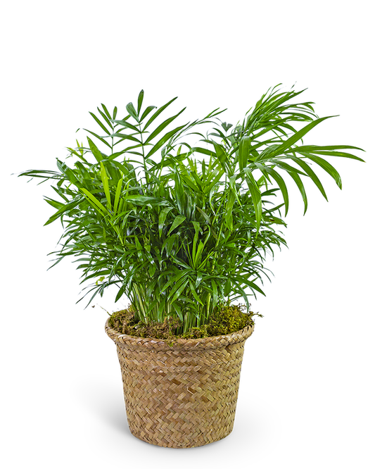 Palm Plant in Basket
