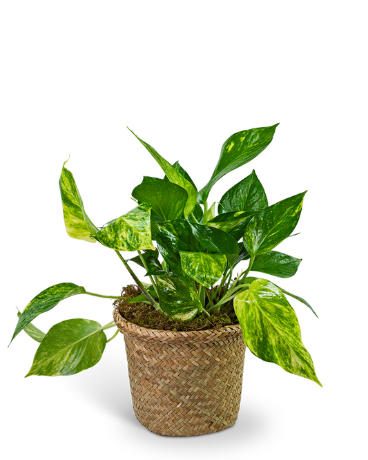 Pothos Plant in Woven Basket