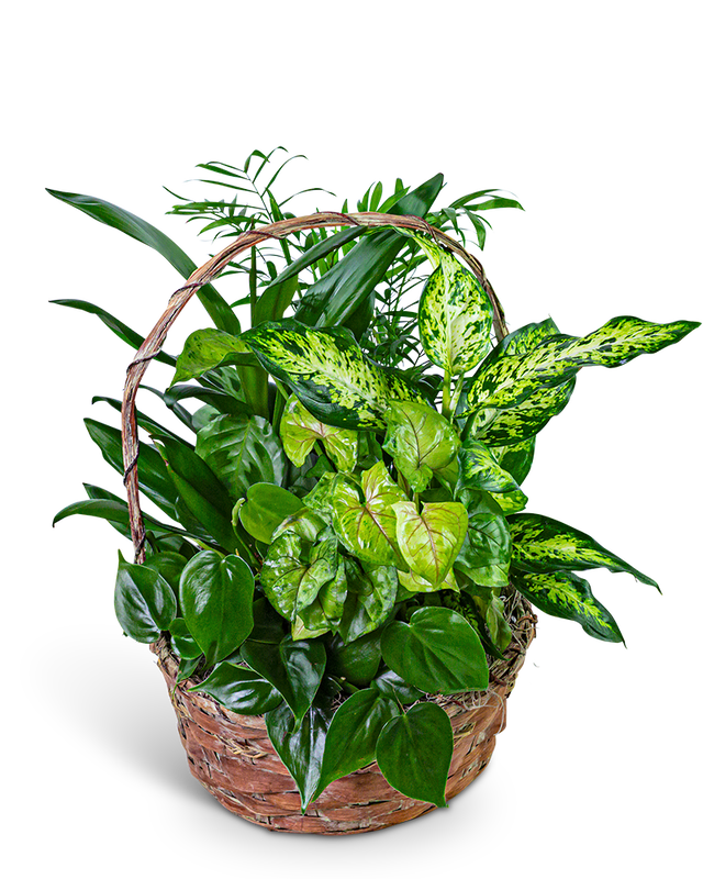 Verdant Dish Garden