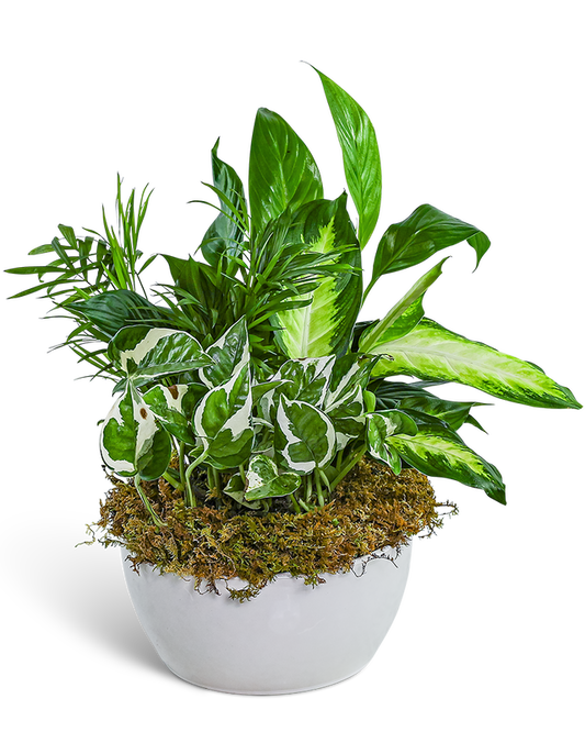 Zen Dish Garden