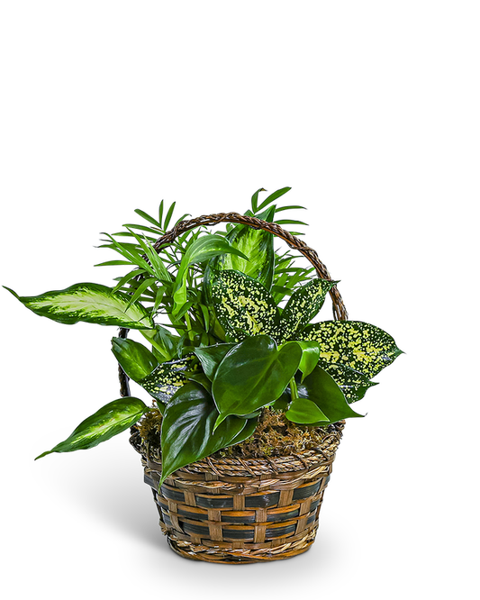 Tranquil Dish Garden in Basket