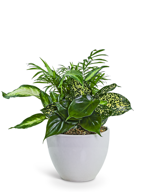 Serene Dish Garden