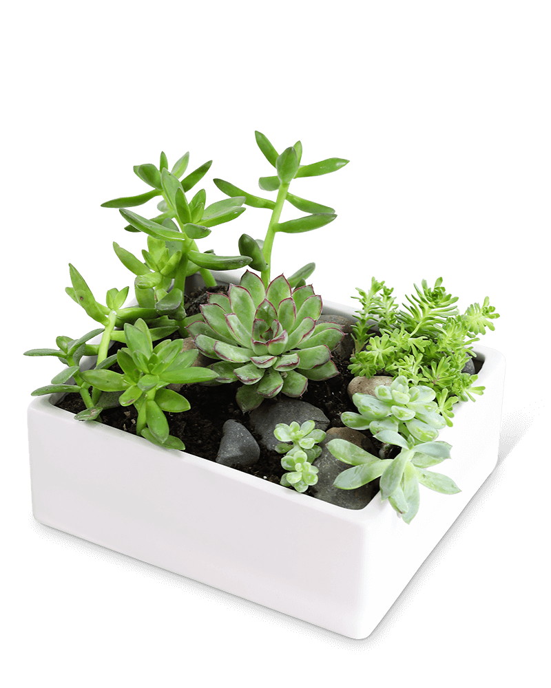 Succulent Garden