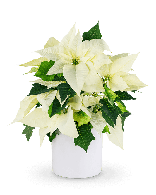 White Poinsettia Plant