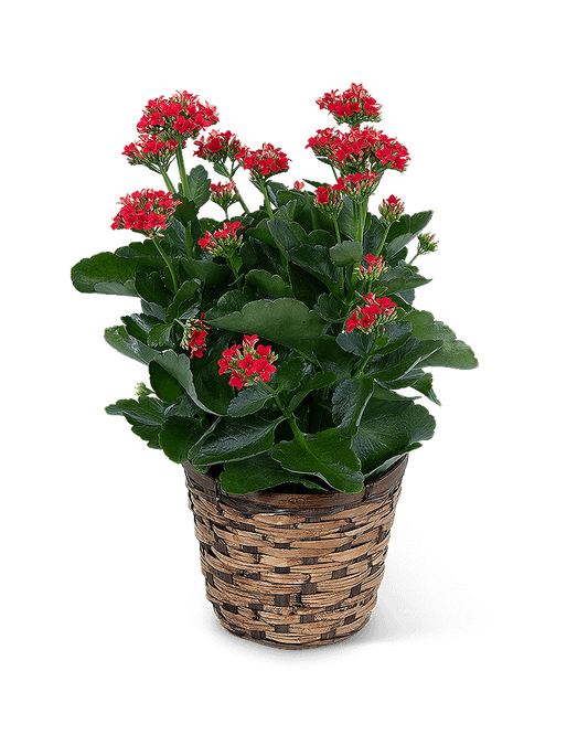 Red Kalanchoe Plant in Basket