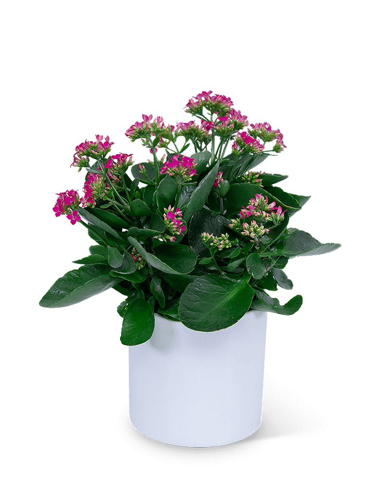 Pink Kalanchoe Plant