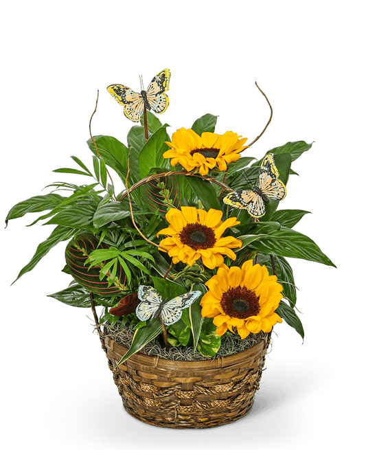 Dish Garden with Sunflowers and Butterflies