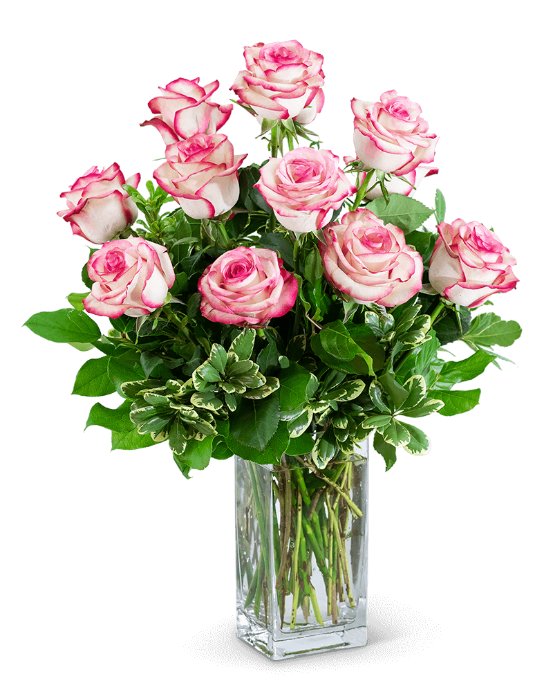 Paloma Roses (12)