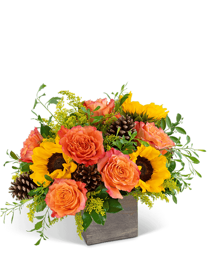 Harvest Sunburst