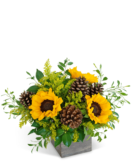 Harvest Sunburst Beauty