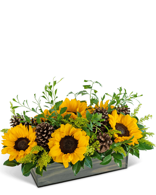 Rustic Fields in Autumn