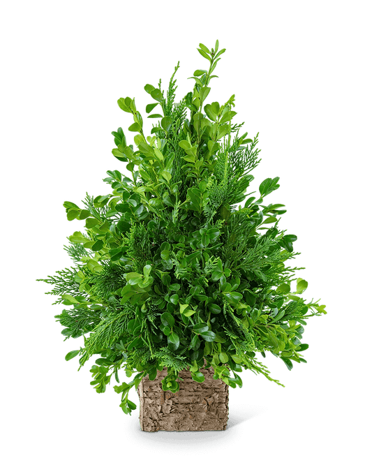 Boxwood Simplicity Tree