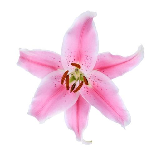 2 Fragrant Lilies