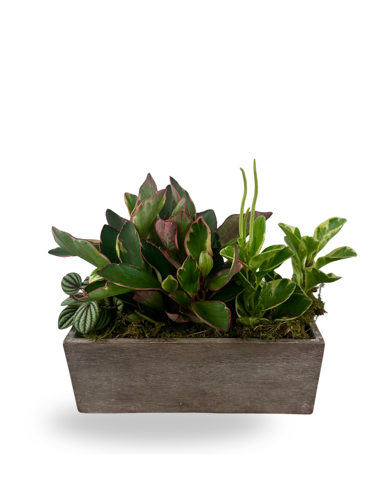 Peperomia Planter