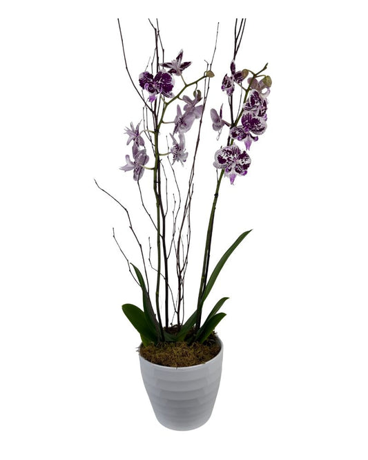 Double Novelty Orchid