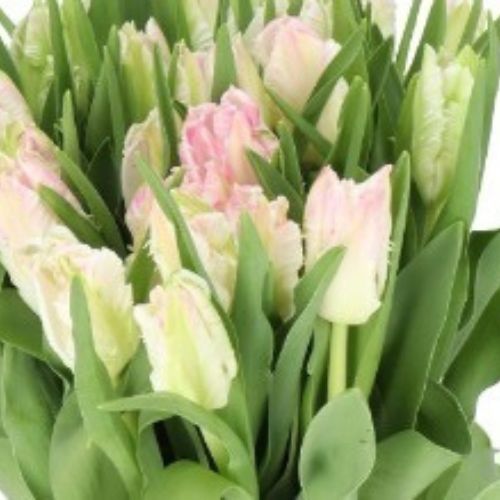4 Tulips