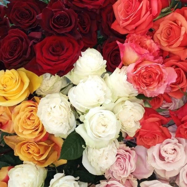 4 Jumbo Roses